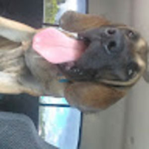 Meet your Posher, Julius